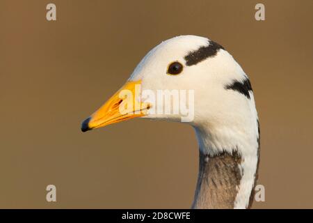 Bargans (Anser indicus), Porträt, Seitenansicht, Niederlande Stockfoto