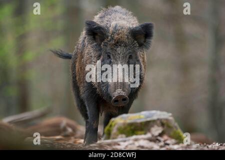 Wildschwein, Schwein, Wildschwein (Sus scrofa), Wildsaat im Wald, Vorderansicht, Deutschland, Schwarzwald Stockfoto