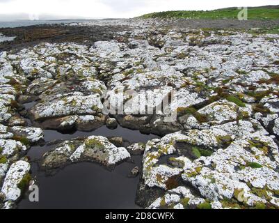 Flechten-bedeckte felsige Küste auf Enderby Island, Neuseeland, Auckland Islands, Enderby Island Stockfoto