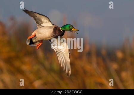 mallard (Anas platyrhynchos), männlich im Flug, Italien, Piana fiorentina Stockfoto