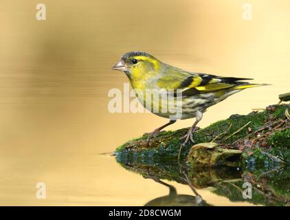 Fichtensiskin (Spinus spinus, Carduelis spinus), Männchen am Wasserrand des Trinkbades, Niederlande, Utrecht Stockfoto