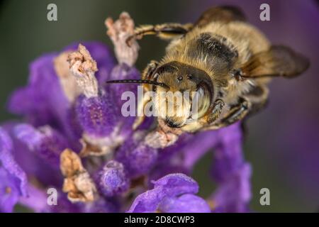 Blätterbiene (Megachile maritima), sitzt auf einer Blume, Deutschland Stockfoto