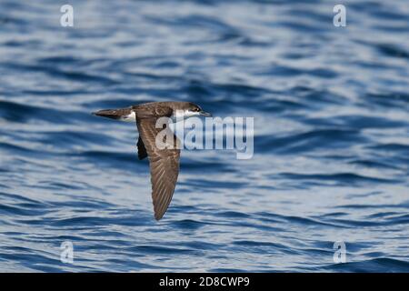 Galapagos Shearwater (Puffinus subalaris), im Flug, zeigt oberen Flügel, Ecuador, Galapagos Inseln Stockfoto