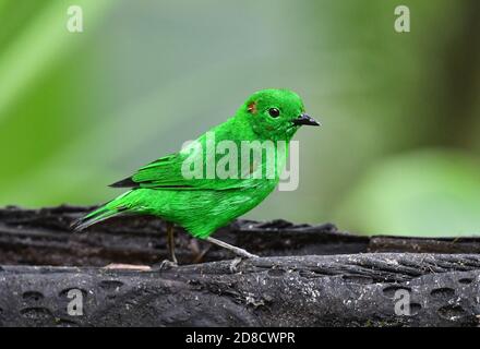 Glitzernder Grüntanager (Chlorochrysa phoenicotis), auf einem Zweig, Ecuador, Mashpi Reserve thront Stockfoto