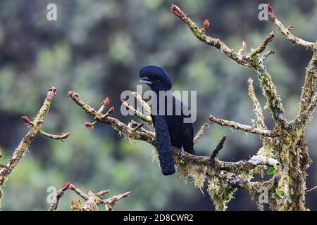 Langwattelige Schirme (Cephalopterus penduliger), Erwachsener, Männchen, Ecuador, Anden Stockfoto