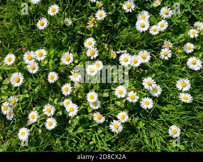 Eine Nahaufnahme von wilden Gänseblümchen auf grünem Gras Stockfoto