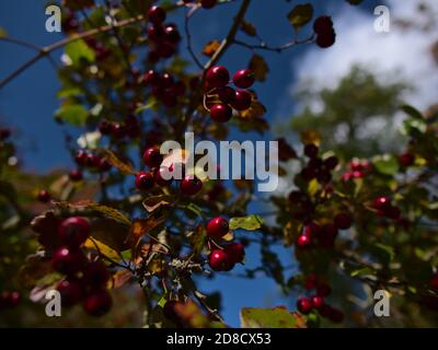 Nahaufnahme von roten Beeren des Crataegus (auch Weißdorn) Busches mit grünen und gelb gefärbten, im Herbst verblassenden Blättern. Stockfoto