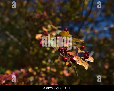 Nahaufnahme eines Astes mit rot gefärbten Krataegusbeeren (auch Weißdorn, Dornbusch) mit grün und gelb verfärbten, verwelkten Blättern im Herbst. Stockfoto
