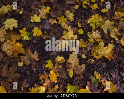 Gemischte Laub von verschiedenen Bäumen (z.B. Ahorn, Buche) mit verwelkten und verfärbten gelben Blättern auf Waldboden im Herbst. Stockfoto