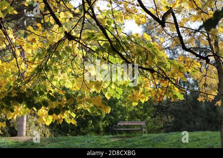Herbstlandschaft im park Stockfoto