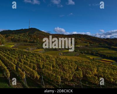 Schöner Panoramablick über terrassierte Weinberge mit verfärbten gelben Blättern und Hügel Totenkopf, der Gipfel des Kaiserstuhl, Deutschland. Stockfoto