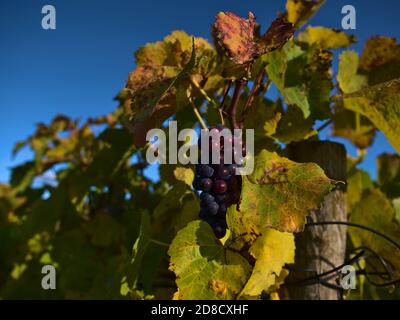 Trauben von schönen lila gefärbten reifen Weinreben (für die Herstellung von Eiswein verwendet), umgeben von verblassenden Blättern mit grünen, gelben und roten Farben. Stockfoto