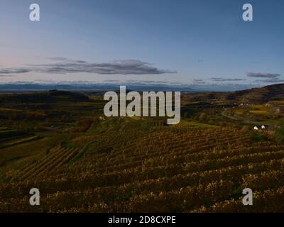 Panoramablick über die schönen Weinterrassen des Kaiserstuhl, Deutschland im herbstlichen Nachmittagslicht mit verfärbten Blättern und Rheintal. Stockfoto