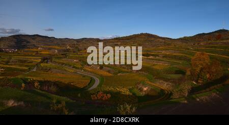 Landschaftlich reizvolle Aussicht auf die berühmten terrassenförmig angelegten Weinberge des Kaiserstuhl, Deutschland in der Nachmittagssonne im Herbst. Stockfoto