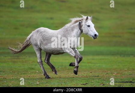 New Forest, Hampshire. Oktober 2020. Ein New Forest Pony galoppiert an einem nassen und grauen Tag in Lyndhurst im New Forest. Stockfoto