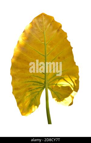 Riesenblatt der Taro-Pflanze auch bekannt als: Alocasia machrorhiza, Dieffenbachia (dummer Stock), Elefantenohr, Cunjevoi isoliert auf weißem Hintergrund, Schnittpfad Stockfoto