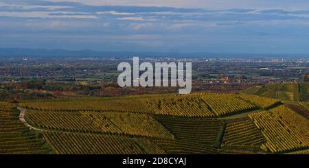 Schöne farbige Weinberge von Durbach, Deutschland mit Rheintal im Hintergrund einschließlich Französisch Stadt Straßburg und Vogesen Bergkette im Herbst. Stockfoto