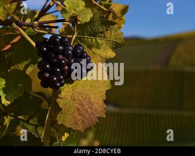 Trauben in einem Weinberg mit verfärbten grünen und gelben Blättern in der Herbstsaison in der Nähe von Durbach, Deutschland. Konzentrieren Sie sich auf Trauben. Stockfoto