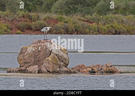 Graureiher (Ardea cinerea cinerea) Erwachsener auf Felsen im See Menorca, Balearen, Spanien Oktober Stockfoto