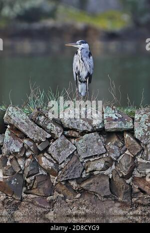 Graureiher (Ardea cinerea cinerea) Erwachsene auf Felsen stehend in See Mallorca, Balearen, Spanien Oktober Stockfoto