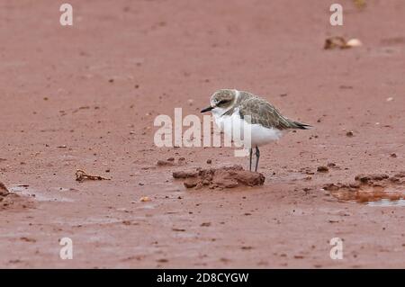 Kentish Plover (Charadrius alexandrinus alexandrinus) unreif auf dem schlammig abgeflammten Albufera, Mallorca, Balearen, Spanien Oktober Stockfoto