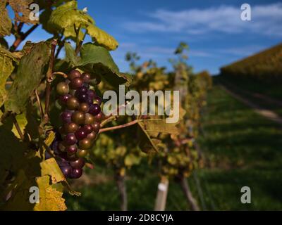 Nahaufnahme von bunten Weintrauben in einem Weinberg mit grün und gelb verfärbten Blättern in der Herbstsaison in Durbach, Deutschland. Konzentrieren Sie sich auf Trauben. Stockfoto