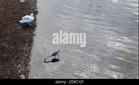 Ein Reiher auf der Suche nach Fischen in der Themse In Teddington Lock, England, Großbritannien, während ein weißer Schwan sich selbst preens Stockfoto