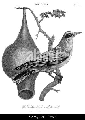 Golden Oriole [Eurasian golden oriole (Oriolus oriolus)] und sein Nest Orioles sind farbenfrohe Altweltvögel in der Gattung Oriolus Kupferstich aus der Encyclopedia Londinensis oder, Universal Wörterbuch der Künste, Wissenschaften und Literatur; Band XVII; herausgegeben von Wilkes, John. Veröffentlicht 1820 in London Stockfoto