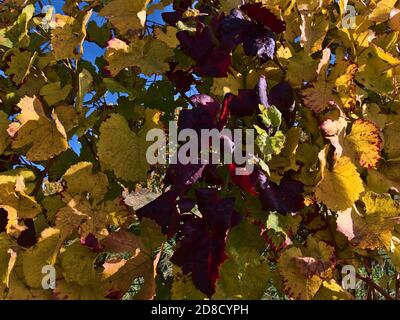 Nahaufnahme eines Weinbergs mit schönen, verblassenden Weinblättern, die in der Herbstnachmittagssonne rot und gelb gefärbt sind, in der Nähe von Durbach, Deutschland. Stockfoto