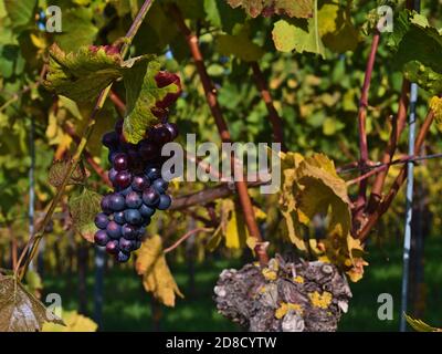 Schöne lila gefärbte reife Weintrauben für die Eisweinproduktion verwendet, umgeben von verfärbten grünen und gelben Weinblättern in der Herbstsaison. Stockfoto