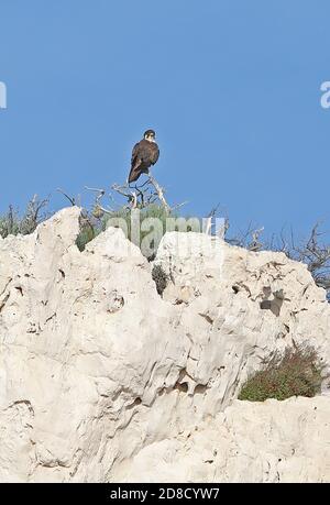 Wanderfalke (Falco peregrinus brookei) juvenile thront auf toter Vegetation auf der Klippe Cabrera Island, Mallorca, Balearen, Spanien Stockfoto