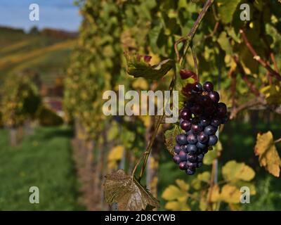 Nahaufnahme von schönen farbigen Weintrauben auf einem Weinberg mit verblassenden grünen und gelben Weinblättern in Durbach, Deutschland. Konzentrieren Sie sich auf Trauben mit Bokeh. Stockfoto