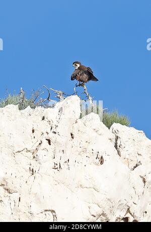 Wanderfalke (Falco peregrinus brookei) jugendlich auf toter Vegetation auf der Spitze der Klippe gehockt preening Cabrera Island, Mallorca, Balearen, Stockfoto