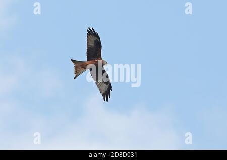 Red Kite (Milvus milvus milvus) Erwachsener auf dem Flug Menorca, Balearen, Spanien Oktober Stockfoto