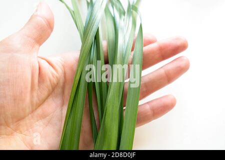 Grünes Hafergras in der Hand auf Palme auf weißem Hintergrund Stockfoto