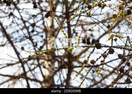 Blühende Zweige der Lärche mit Knospen im Frühjahr Stockfoto
