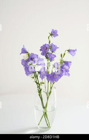 Blumen lila Glocken in einer Glasvase stehen auf einem Weißer Tisch Stockfoto