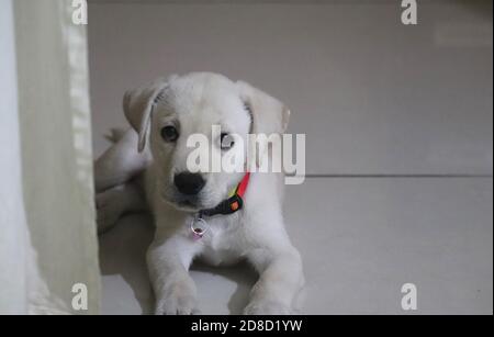 Süß, weiß, Labrador Welpe in fröhlicher Stimmung, mit Blick auf die Kamera/Indien Stockfoto