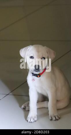 Süß, weiß, Labrador Welpe in fröhlicher Stimmung, mit Blick auf die Kamera/Indien Stockfoto