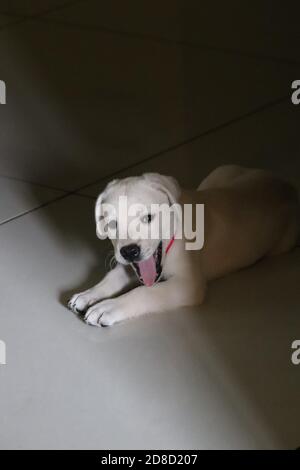 Süß, weiß, Labrador Welpe in fröhlicher Stimmung, mit Blick auf die Kamera/Indien Stockfoto