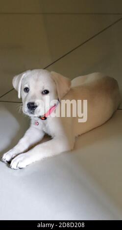 Süß, weiß, Labrador Welpe in fröhlicher Stimmung, mit Blick auf die Kamera/Indien Stockfoto