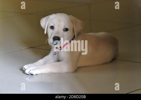 Süß, weiß, Labrador Welpe in fröhlicher Stimmung, mit Blick auf die Kamera/Indien Stockfoto