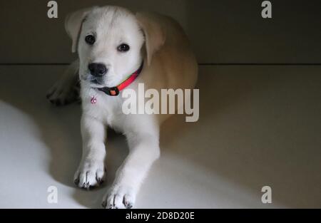 Süß, weiß, Labrador Welpe in fröhlicher Stimmung, mit Blick auf die Kamera/Indien Stockfoto