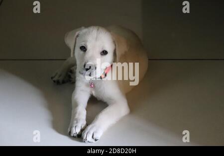 Süß, weiß, Labrador Welpe in fröhlicher Stimmung, mit Blick auf die Kamera/Indien Stockfoto