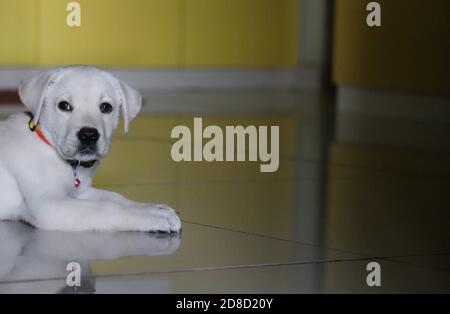 Süß, weiß, Labrador Welpe in fröhlicher Stimmung, mit Blick auf die Kamera/Indien Stockfoto