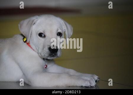 Süß, weiß, Labrador Welpe in fröhlicher Stimmung, mit Blick auf die Kamera/Indien Stockfoto