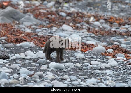 Arktischer Fuchs (Vulpes lagopus) Junge am Strand. Hornvik, Hornstrandir, Westfjorde, Island. Juli 2015. Stockfoto