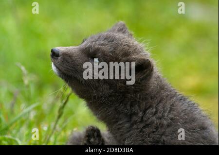 Arctic fox (Alopex lagopus) cub. Hornvik, Hornstrandir, Westfjords, Iceland. July 2015. Stockfoto