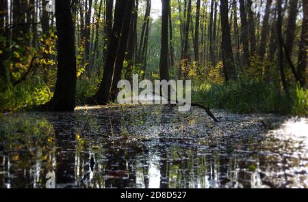 Feuchtgebiete im Herbst. Mangrovenwald in Mitteleuropa. Natürliche Pool und Wiederherstellung Wassereinlagerungen. Ökologie und Umwelt. Stockfoto