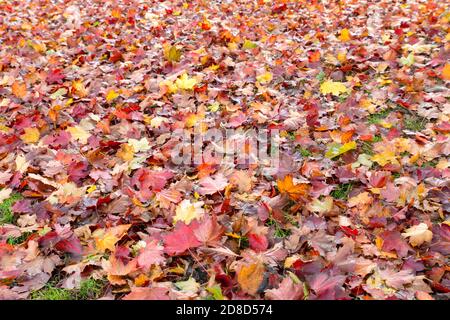 Nahaufnahme eines Teppichs aus roten, orangefarbenen und gelben Herbstblättern, die im Herbst draußen auf den Boden gefallen sind, mit Bäumen im Hintergrund Stockfoto